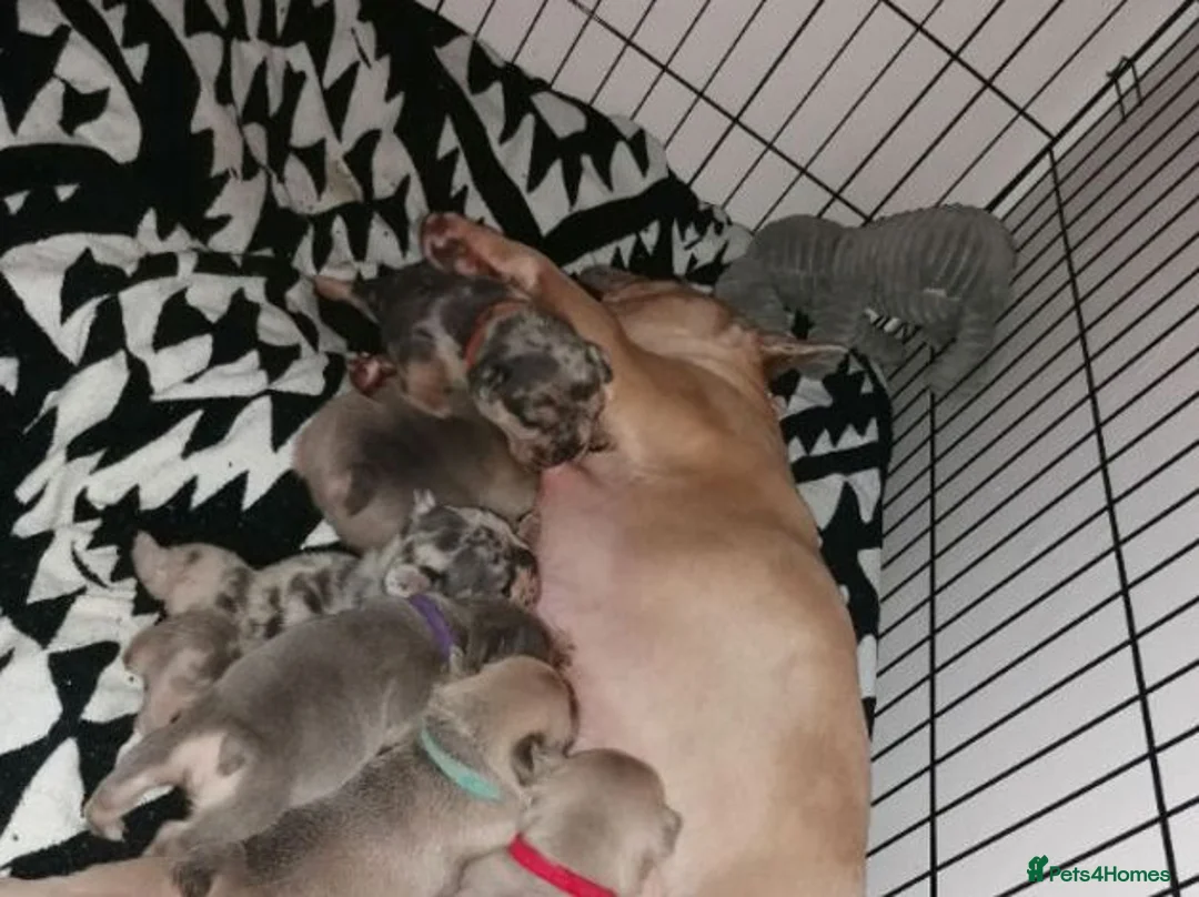 French Bulldog dogs for sale: Adorable Litter French Bulldog Puppies in Coventry - Advert 2