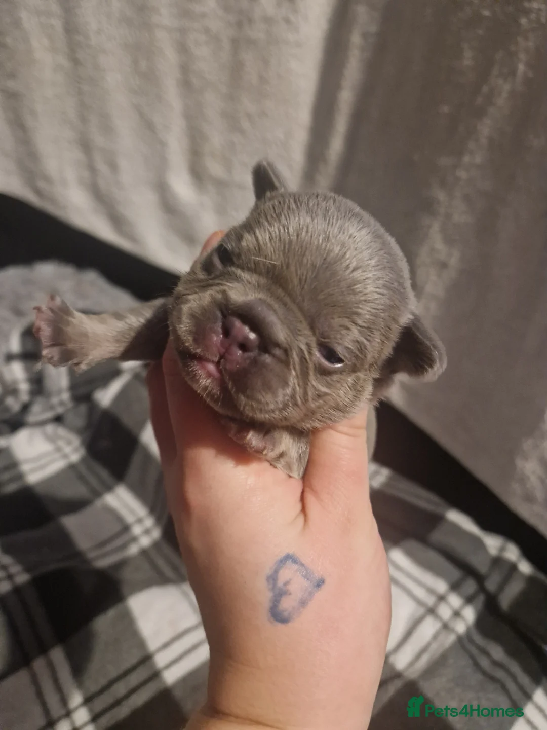 French Bulldog dogs for sale: Lilac blue and merle frenchies  - Advert 8