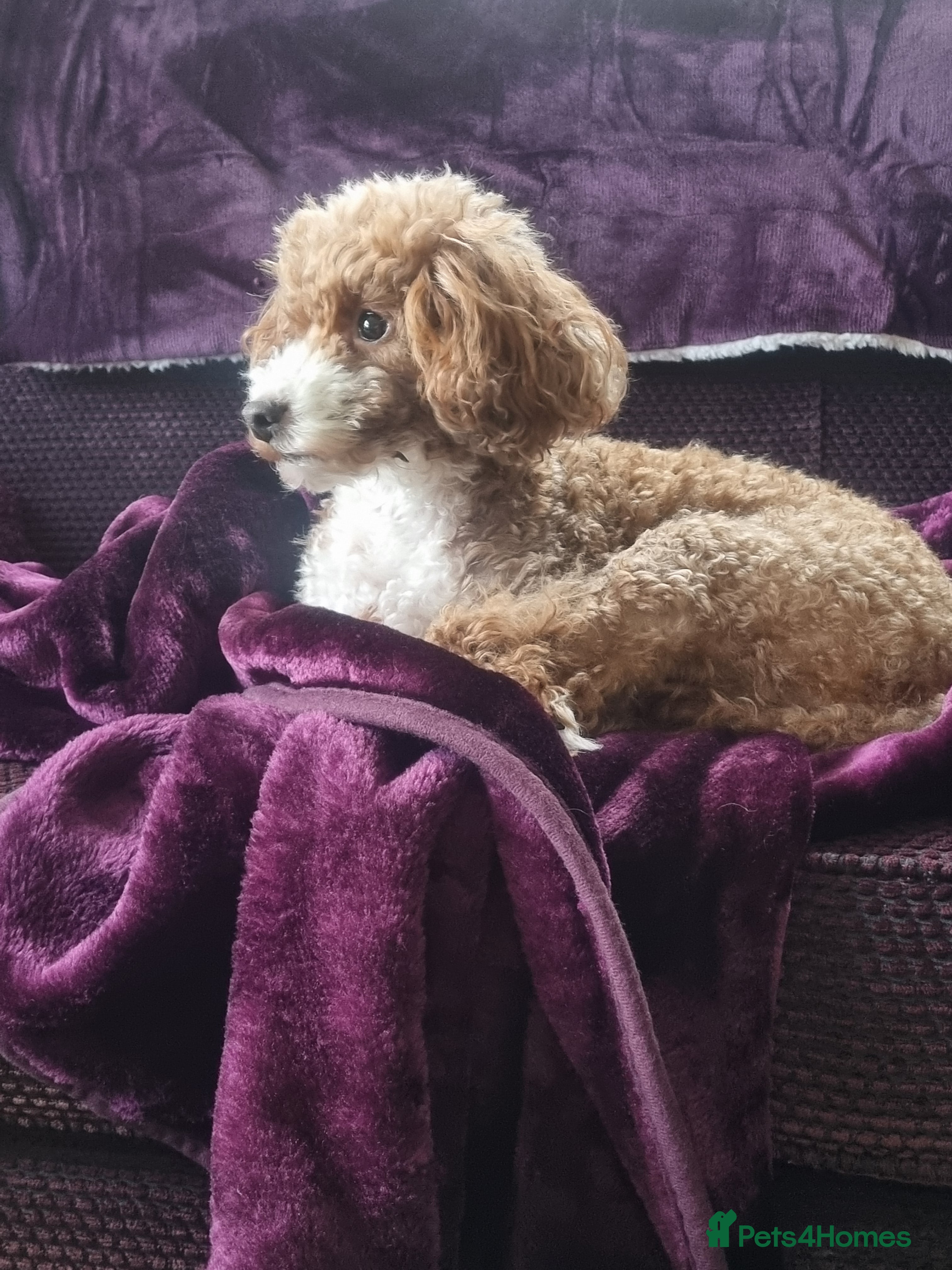 Toy Poodle dogs Toy poodle puppy - Advert 2