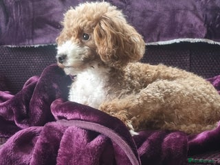 Toy Poodle dogs Toy poodle puppy - Advert 4