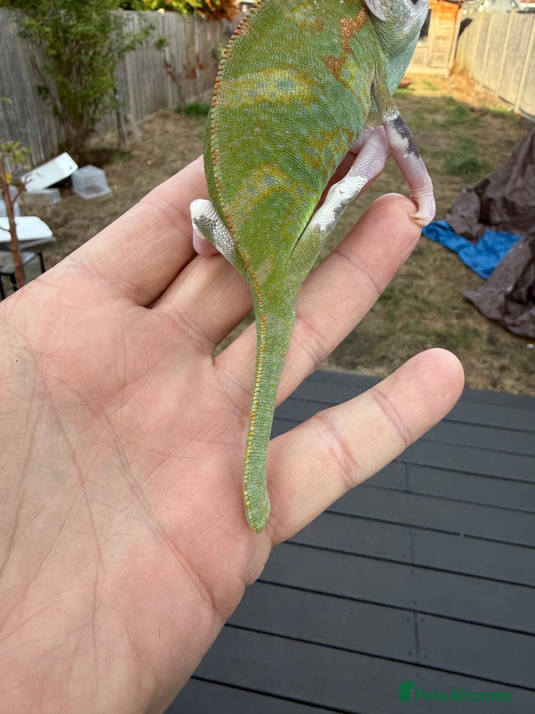 Chameleon reptiles for sale: Chameleon  - Image 6