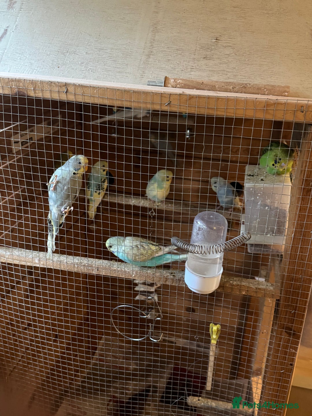 Budgerigars birds for sale: 8 budgies for sale, mix of male and female - Advert 3