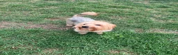 Yorkshire Terrier dogs for stud: Looking for a Male Yorkshire Terrier for Mating  in London - Advert 2