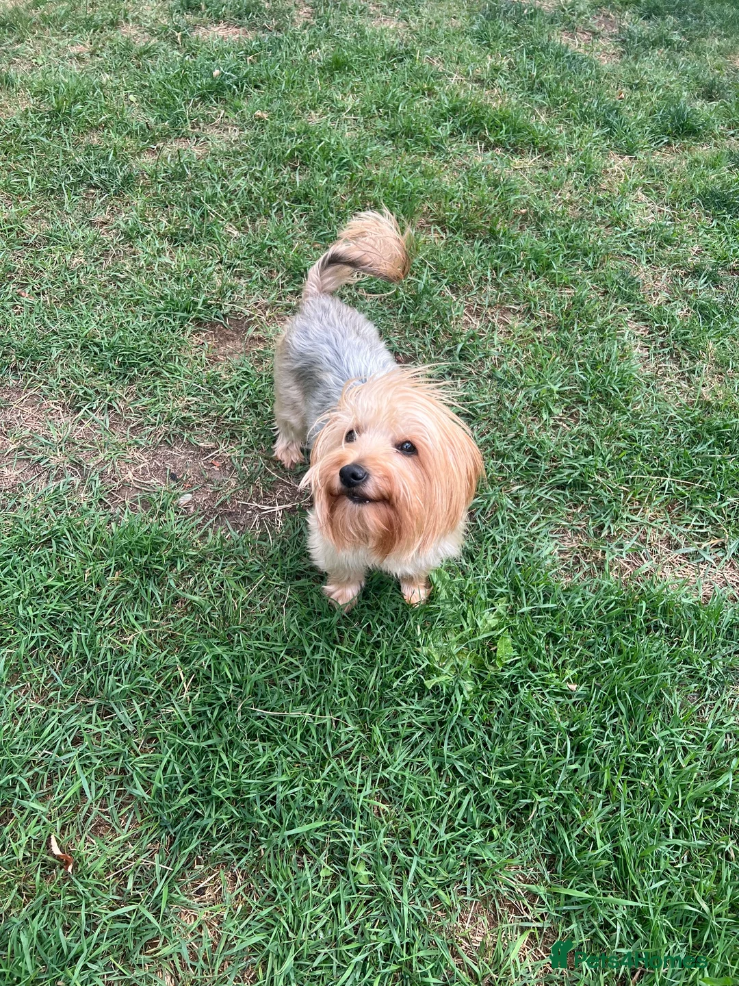 Yorkshire Terrier dogs for stud: Looking for a Male Yorkshire Terrier for Mating  in London - Advert 2