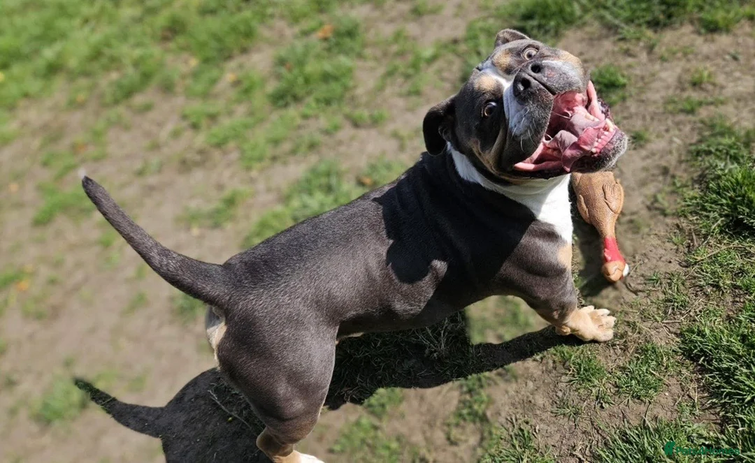 Olde English Bulldogge dogs for sale: Barney - Advert 3