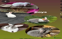 Mini Lop rabbits for sale: Five boys two girls  - Image 1