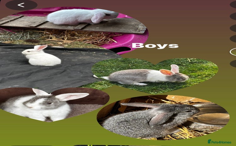Mini Lop rabbits - Advert 2