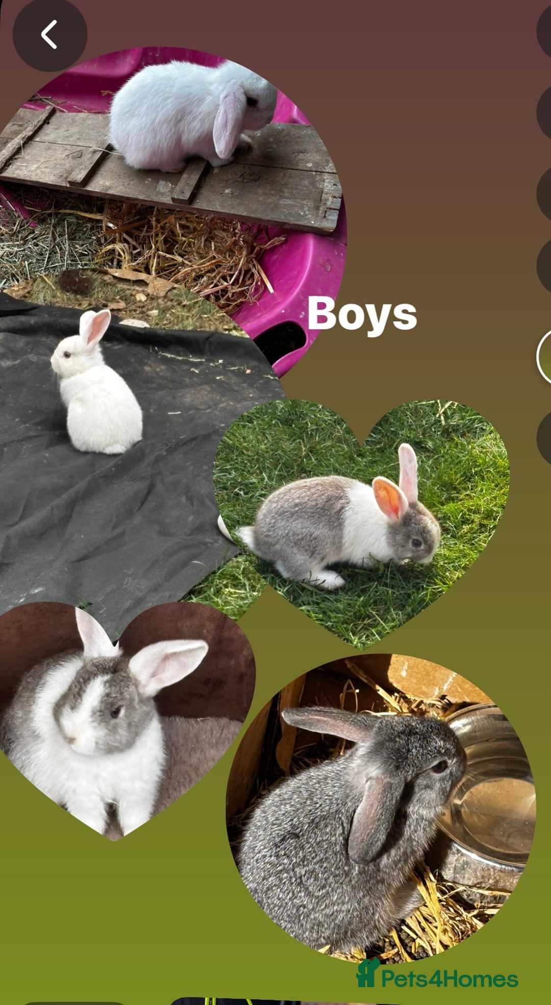 Mini Lop rabbits for sale: Five boys two girls  - Image 1