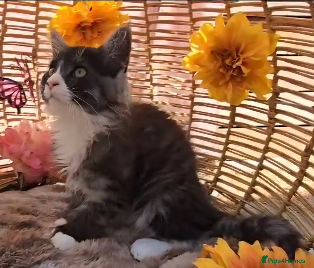 Maine Coon cats for sale: VARIOUS FULL PEDIGREE MAINE COON KITTENS FOR SALE in Rotherham - Image 2