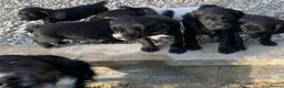 Cocker Spaniel dogs for sale: Cheeky cocker spaniel pups for sale in Blaenau Ffestiniog - Advert 2