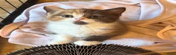 British Shorthair cats for sale: Stunning British Shorthaired GCCF Registered - Advert 23