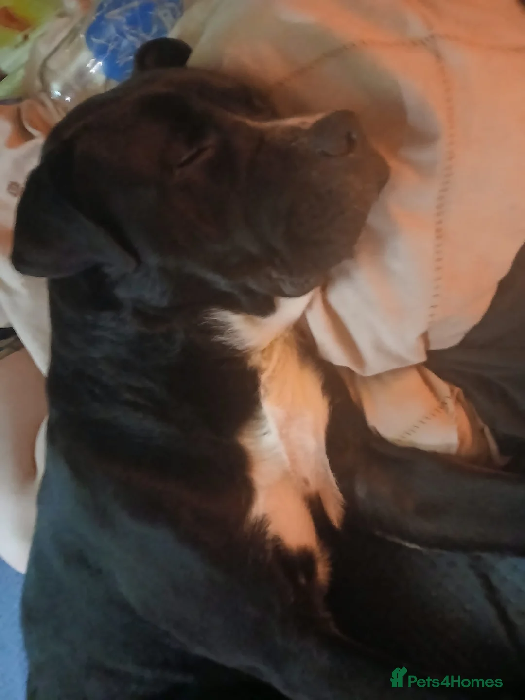 Cane Corso dogs for sale: Hugo available for sale asap - Advert 6