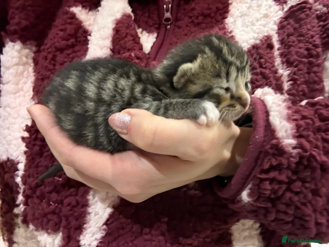 Mixed Breed cats for sale: Part Maine Coon part Tiny British Long Hair - Advert 2