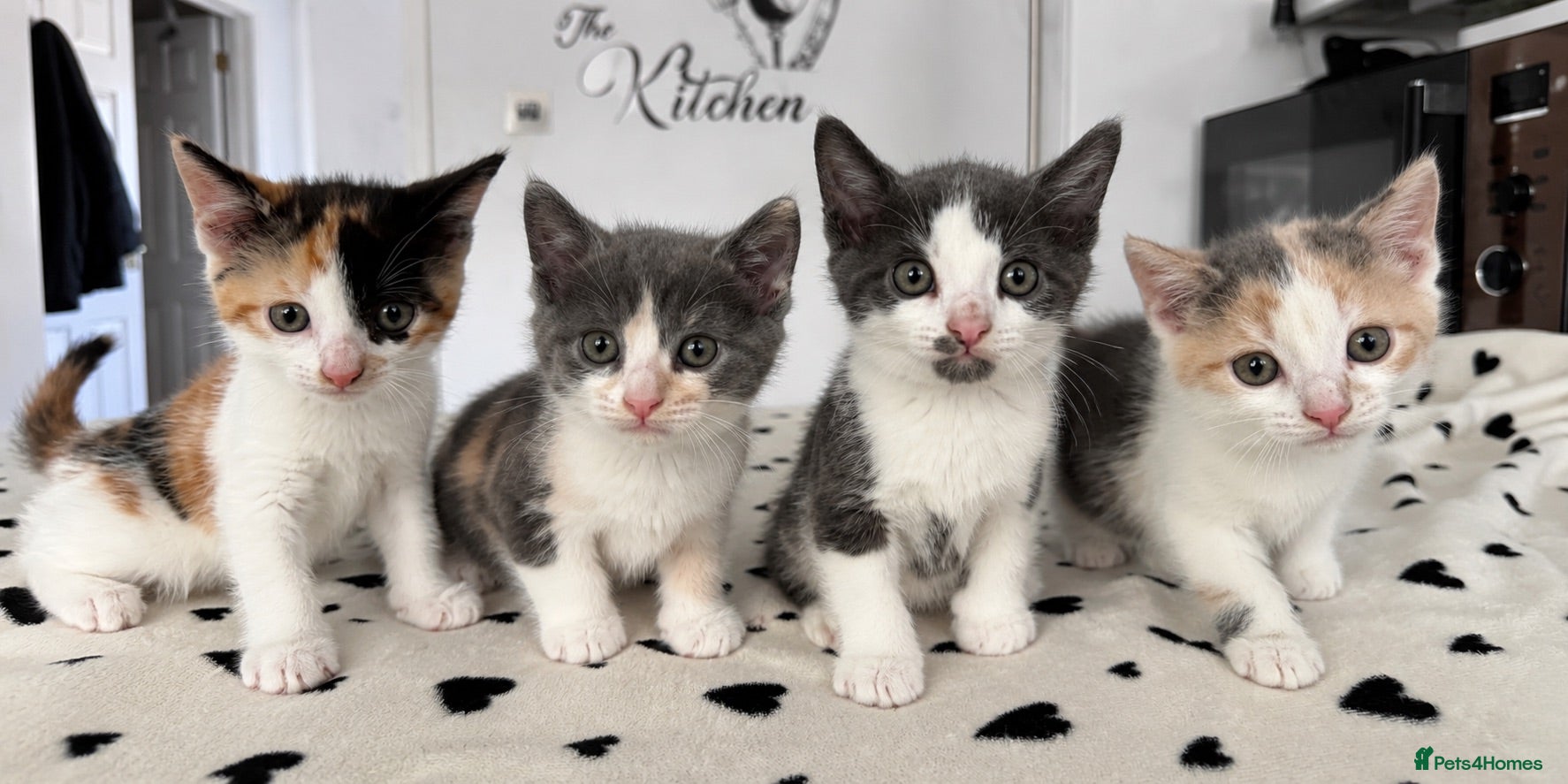 Mixed Breed cats Beautiful Calico and bicolour Kittens!! - Advert 2