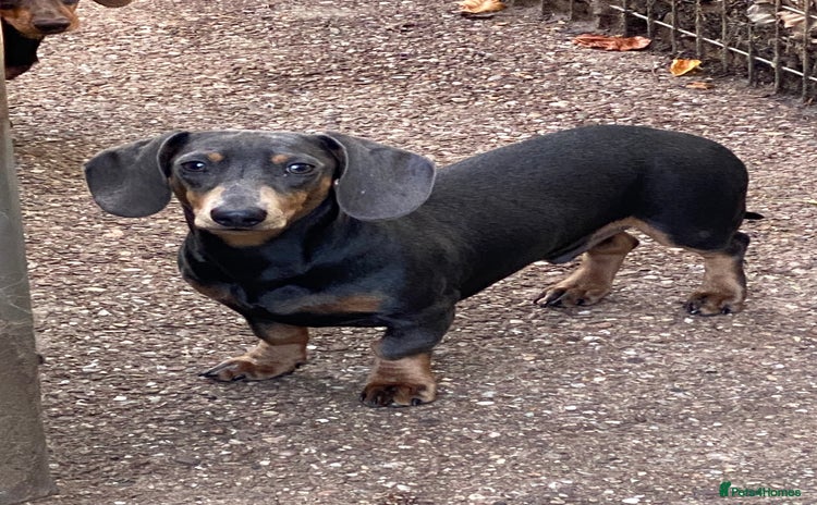 Miniature Dachshund dogs KC miniature Dachshund  - Advert 16