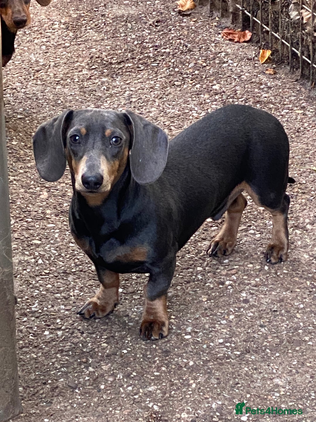 Miniature Dachshund dogs for sale: KC miniature Dachshund  - Advert 1