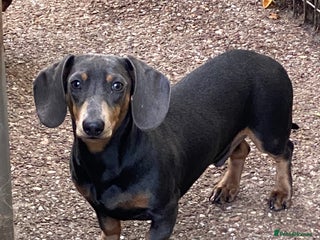 Miniature Dachshund dogs KC miniature Dachshund - Advert 1