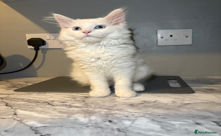 Maine Coon cats - Advert 2