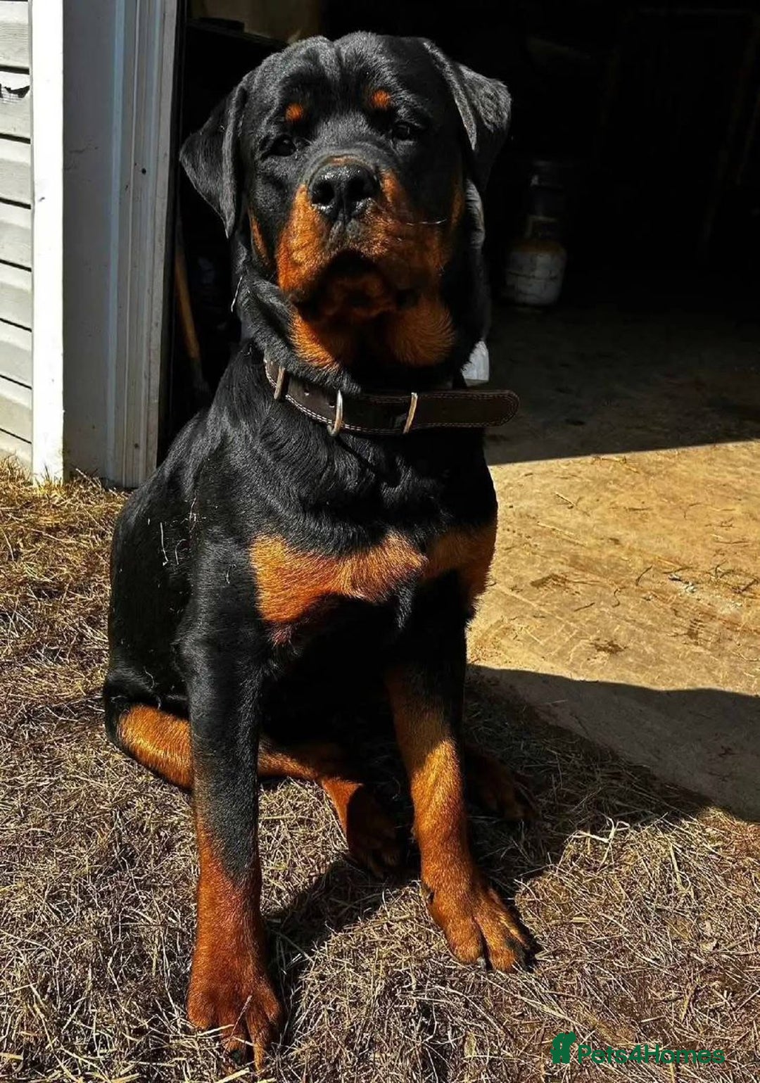 Rottweiler dogs for sale: Beautiful Rottweiler Pups Ready for New Homes - Advert 5