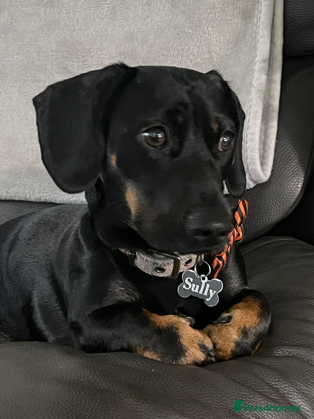 Mixed Breed dogs for sale: Dachshund X frenchie  - Advert 3