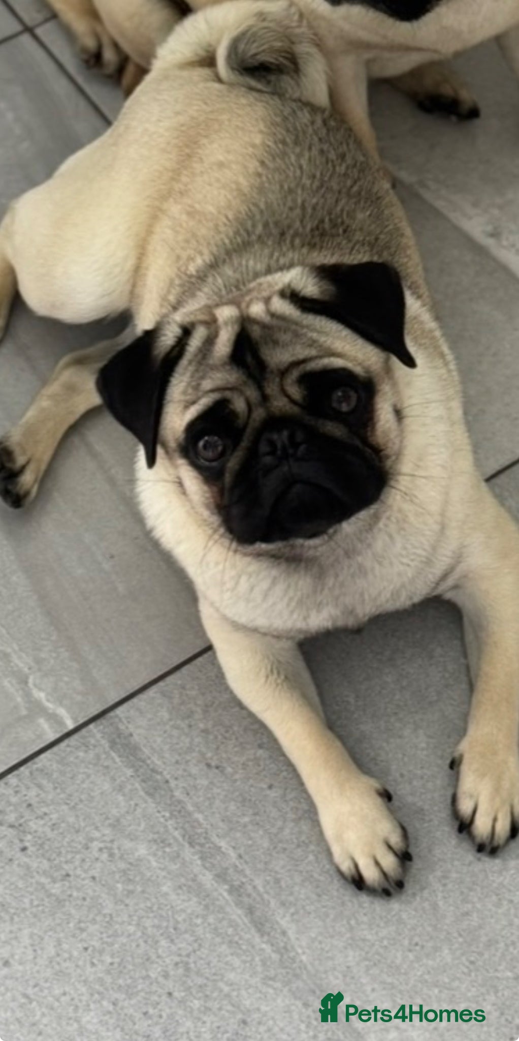 Pug dogs Kc registered pug puppies  - Advert 1