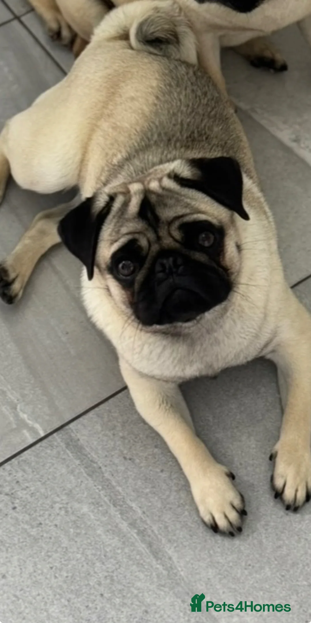 Pug dogs for sale: Kc registered pug puppies  in Plymouth - Advert 1