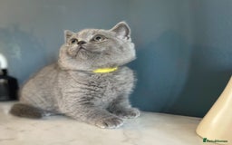 British Shorthair cats for sale: Only 1 Active British Shorthair Girl Left  - Image 8