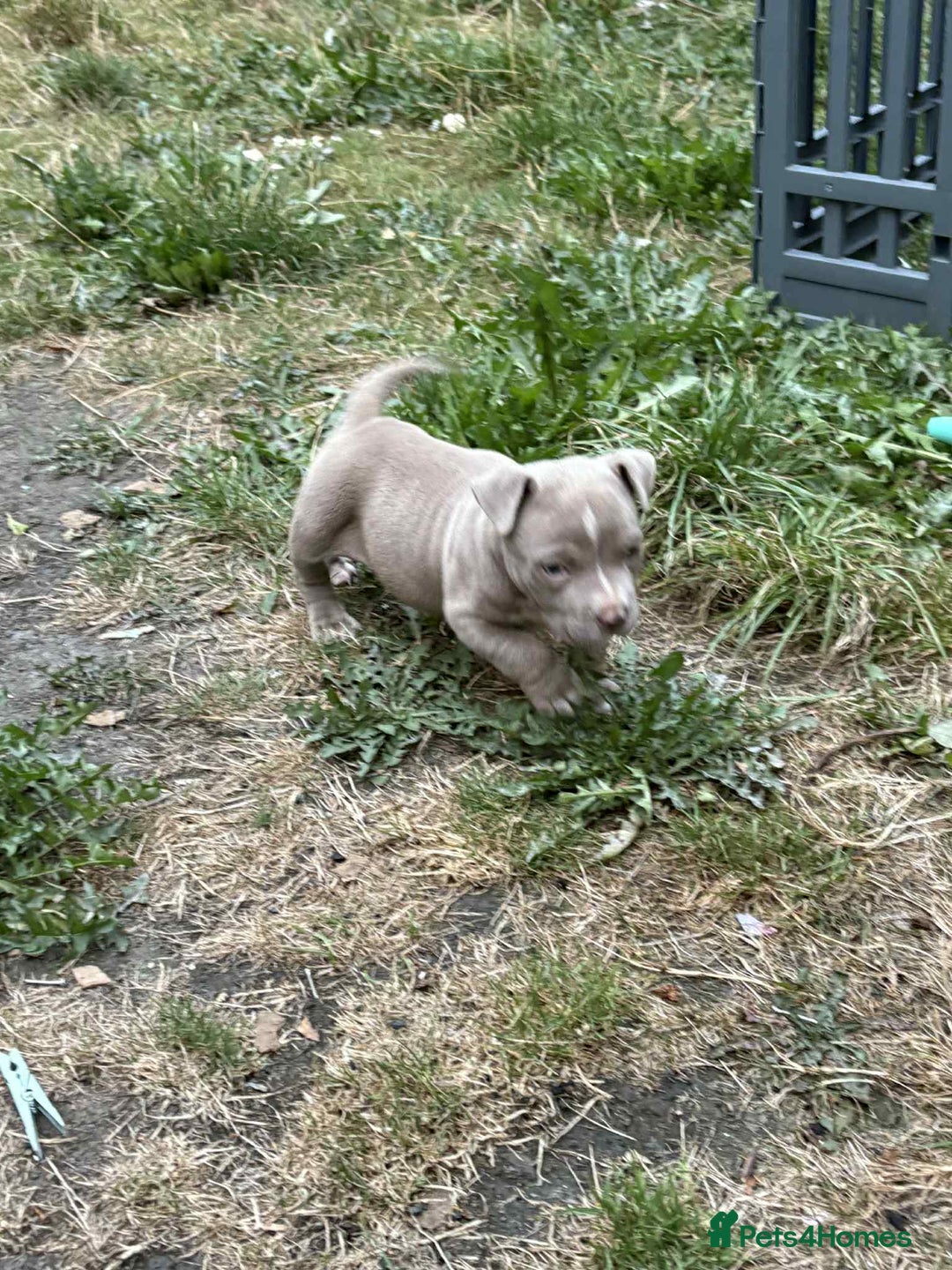 American Bully dogs for sale: American pocket bully  - Image 9