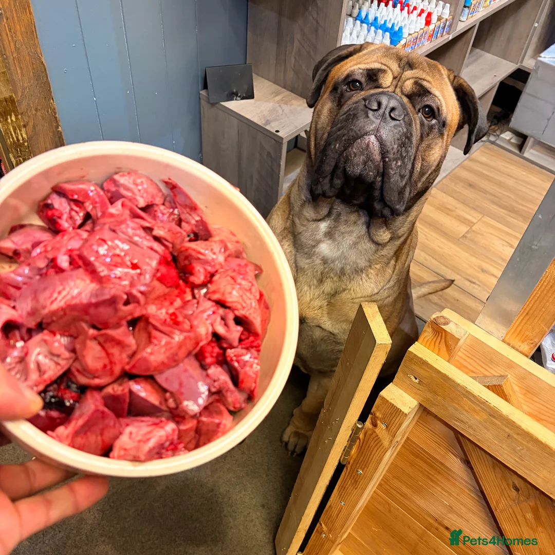 Bullmastiff dogs for stud: BAD MOON KENNELS - Advert 8