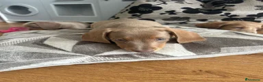 Miniature Dachshund 2