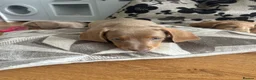 Miniature Dachshund dogs for sale: Two girls lilac & tan miniature dachshund  - Advert 2
