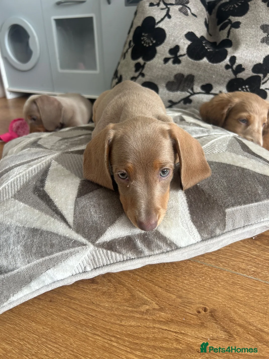 Miniature Dachshund dogs for sale: Two girls lilac & tan miniature dachshund  - Advert 2