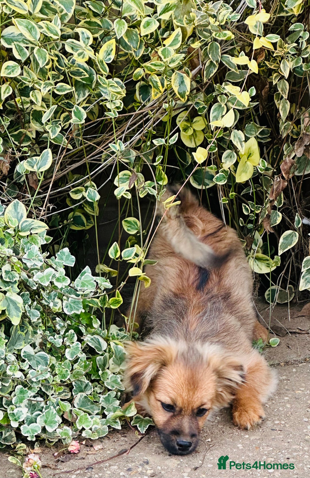 Pomeranian dogs for sale: Lovely Pomeranian puppies  in Sudbury - Image 13