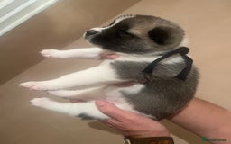 Akita dogs for sale:  Pure Bear-faced American Akita puppies - Image 6