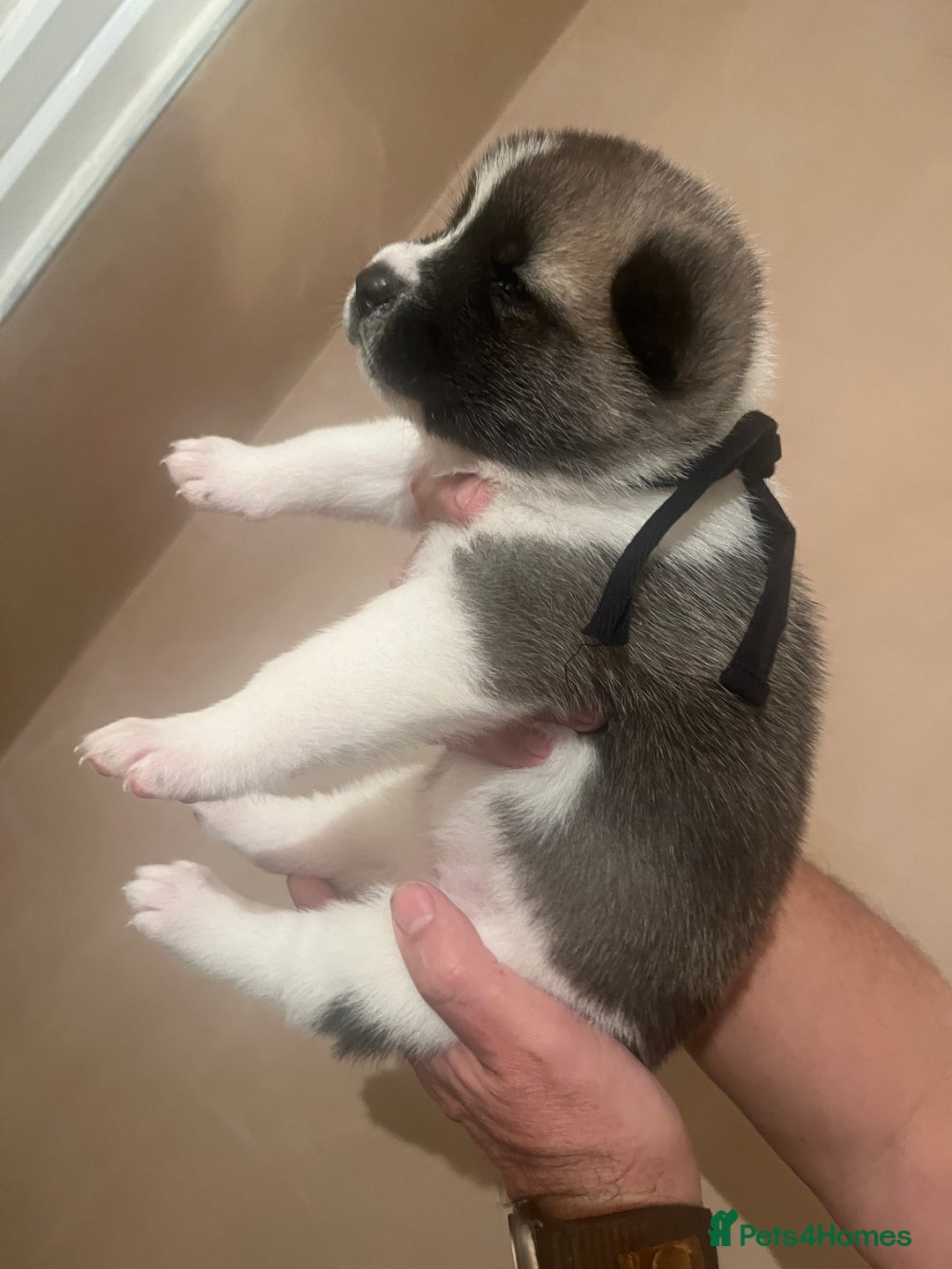 Akita dogs for sale:  Pure Bear-faced American Akita puppies - Image 6