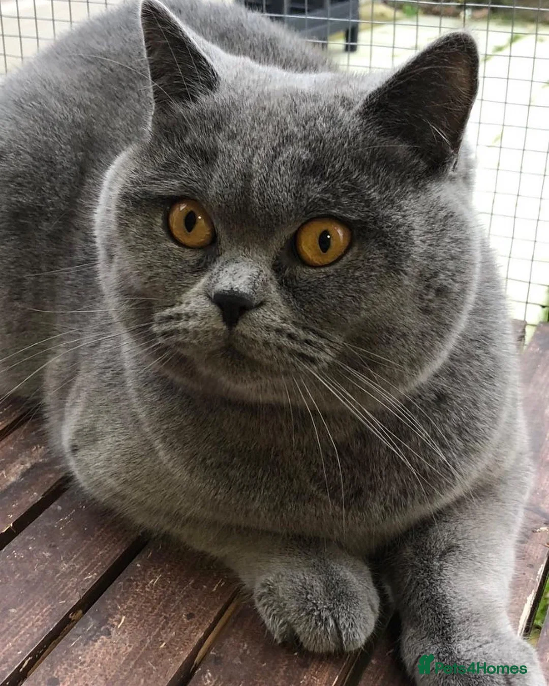 Brazilian Shorthair cats for stud: GCCF active boy for stud only £ **  - Advert 10