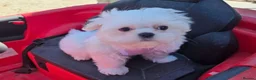 Maltese dogs for sale: Affectionate purebred maltese puppies  in Redcar - Advert 3