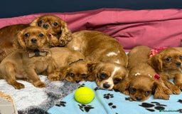 Cavalier King Charles Spaniel dogs for sale: Cavalier king Charles  Ruby's puppy's   - Image 28