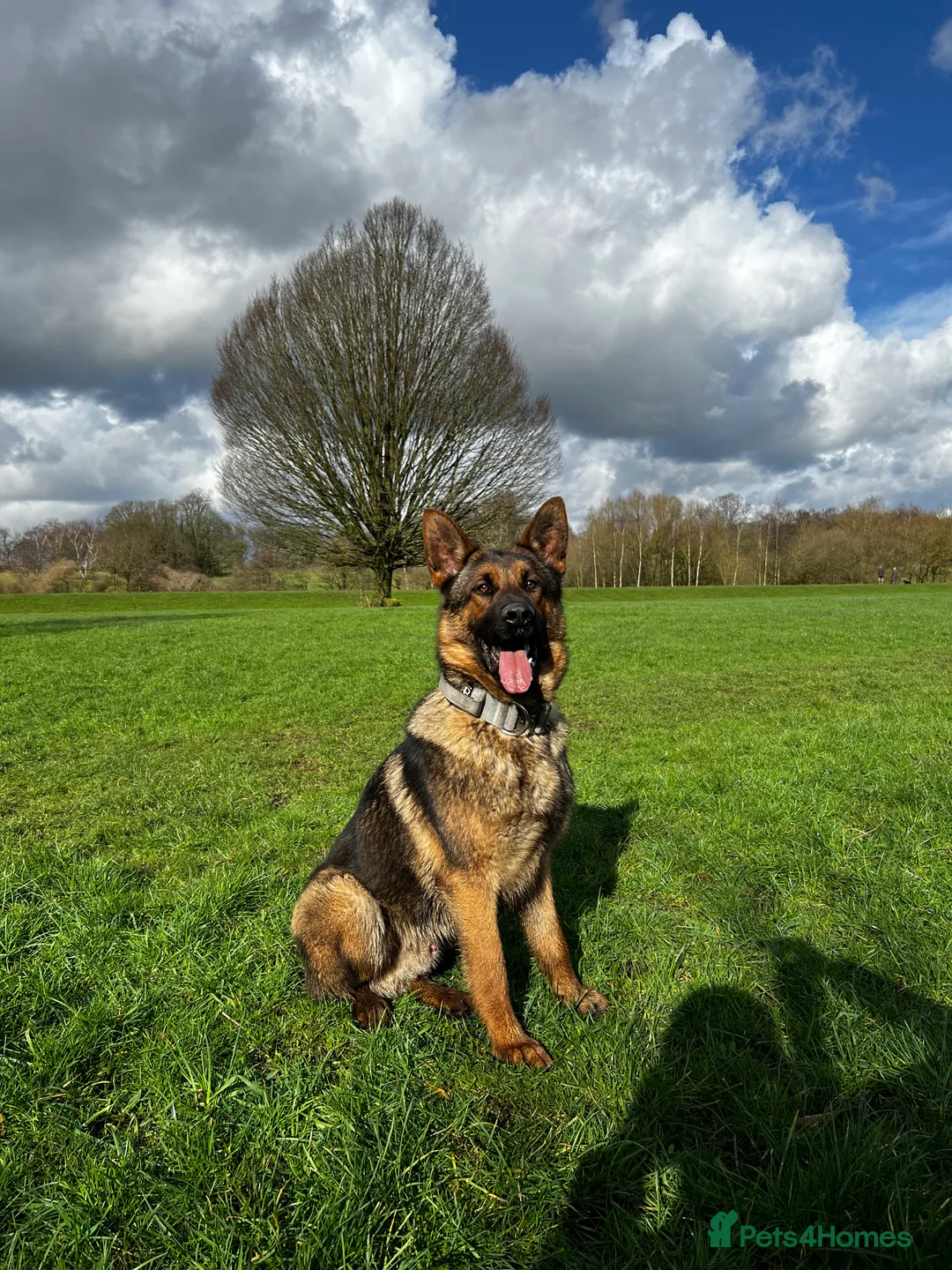 German Shepherd dogs for stud: Working line x show line german shepherd RHAEGAR in Manchester - Advert 9