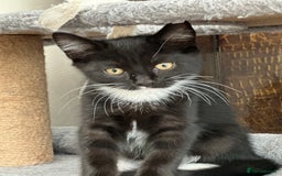 Maine Coon cats for sale: Black and white fluffy felix and coco - Image 31