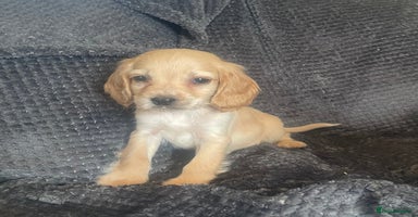 Cocker Spaniel dogs - Advert 6