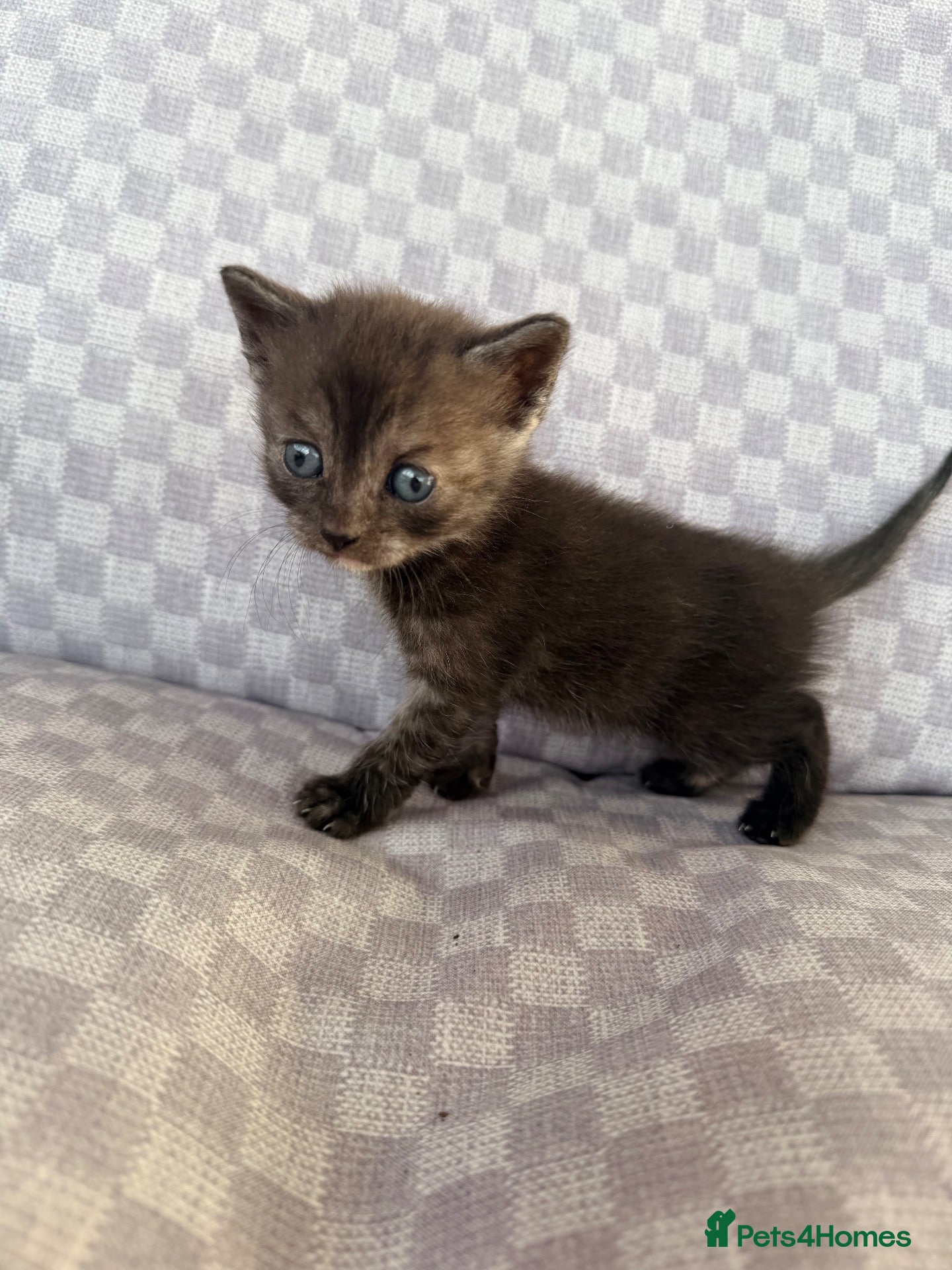 Mixed Breed cats Grey smoke tabby kitten  - Advert 1