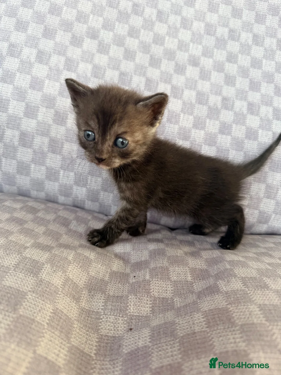 Mixed Breed cats for sale: Grey smoke tabby kitten  - Advert 1