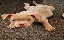 American Bully dogs for sale: Pocket bully  - Image 8
