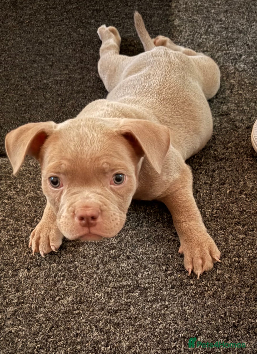 American Bully dogs for sale: Pocket bully  - Image 8