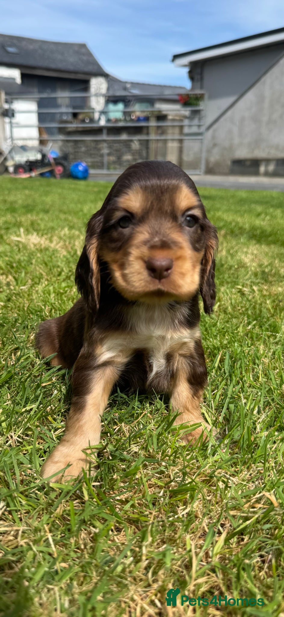 Cocker Spaniel Puppy 6