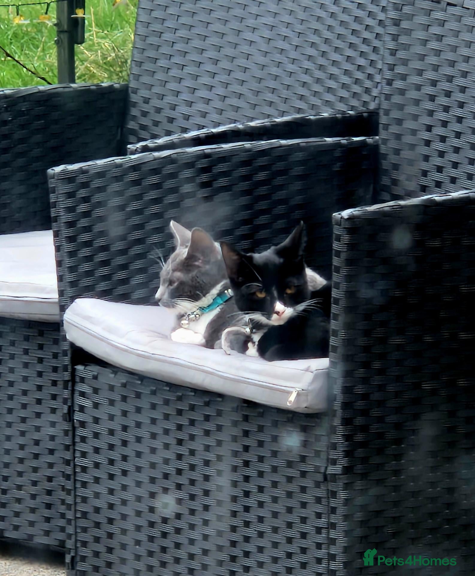 Mixed Breed cats Two male kittens both brother  - Advert 2