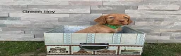 Cocker Spaniel dogs for sale: Hereditary clear working cocker spaniels in Ingatestone - Advert 12