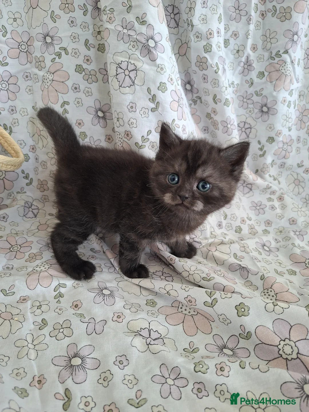 British Shorthair cats for sale: Black smoked tabby British Shorthair in Chesterfield - Advert 1