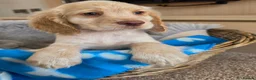 Cocker Spaniel dogs for sale: Amazing Working type Cocker Spaniels - Advert 1